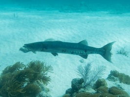 Barracuda IMG 5585